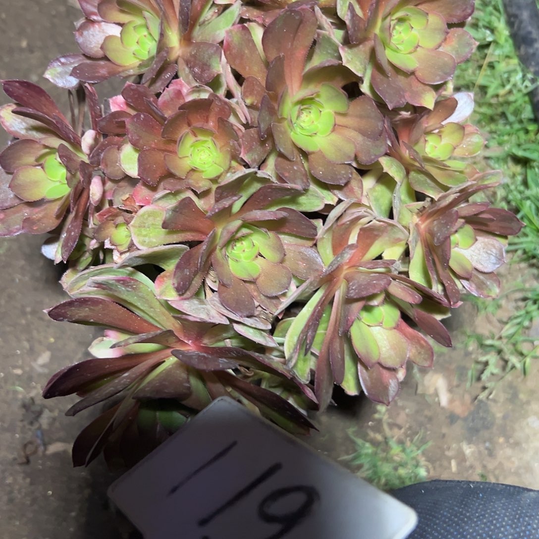 行***远多119肉植物万七彩法师