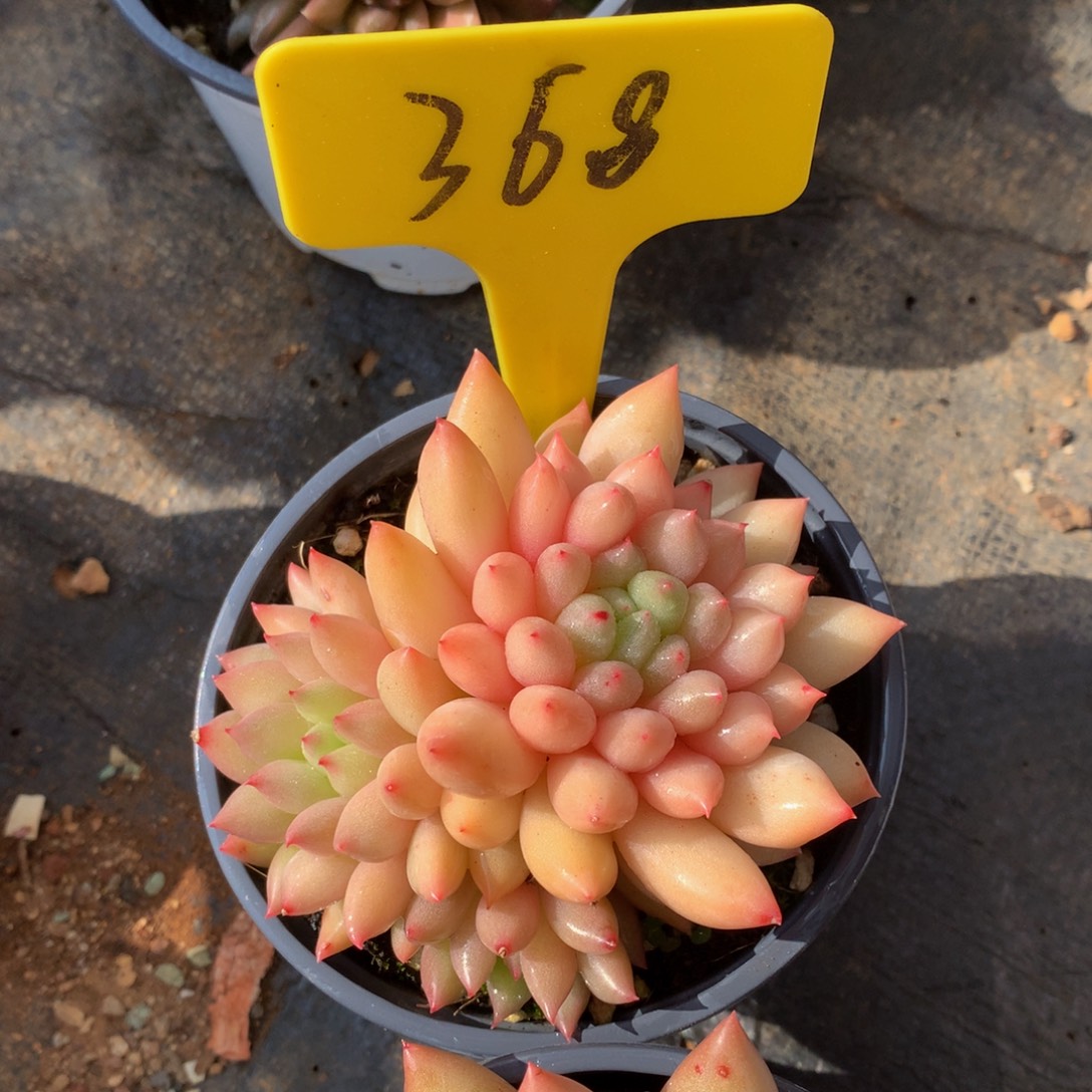 岩字727272727272728