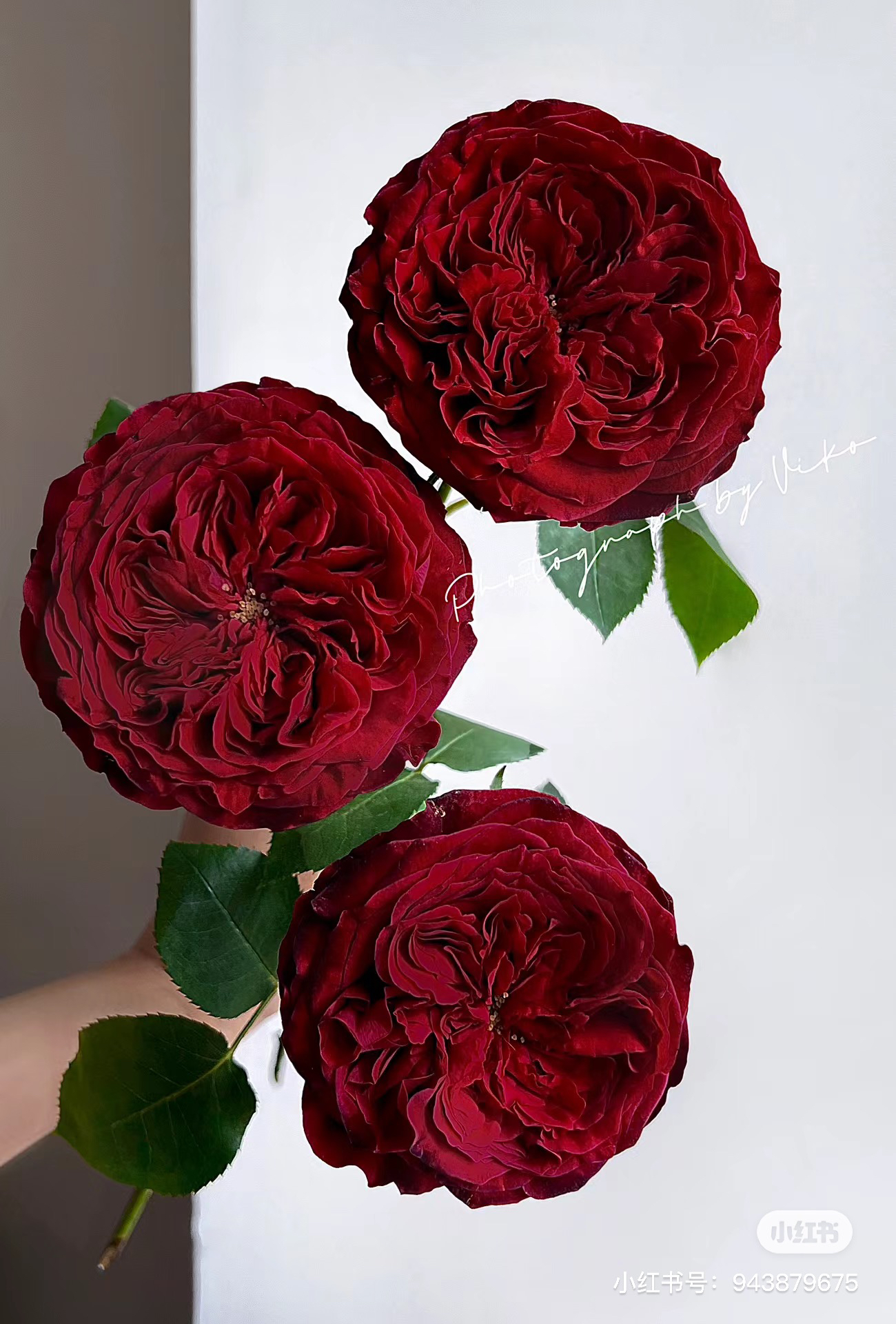 【艺嘉】苔丝 任拍下三单及以上包顺空鲜切花10支装%20不售后花店