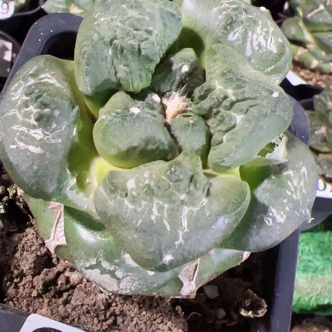 无花朵福利连山牡丹031