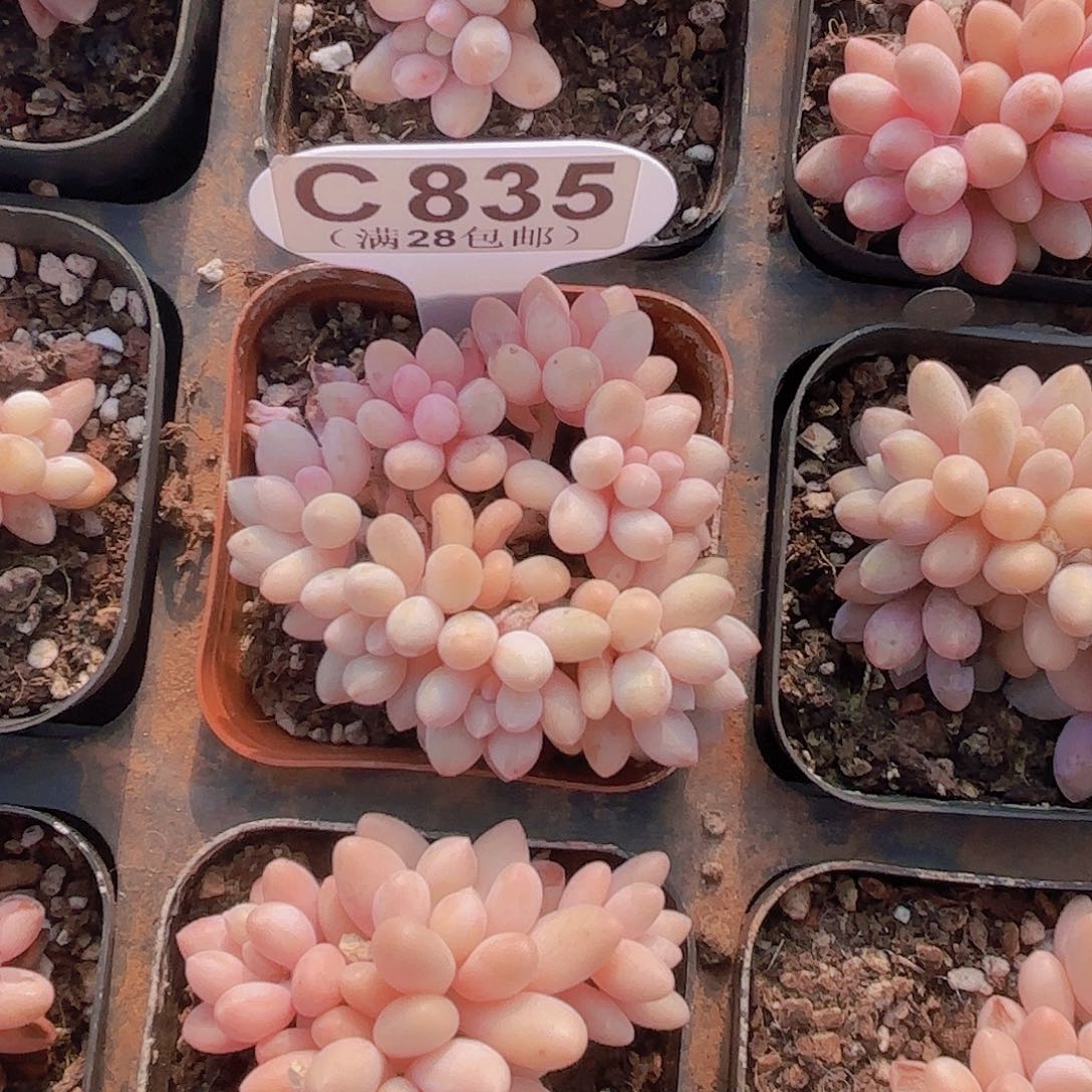 C835星黛露一物语拍