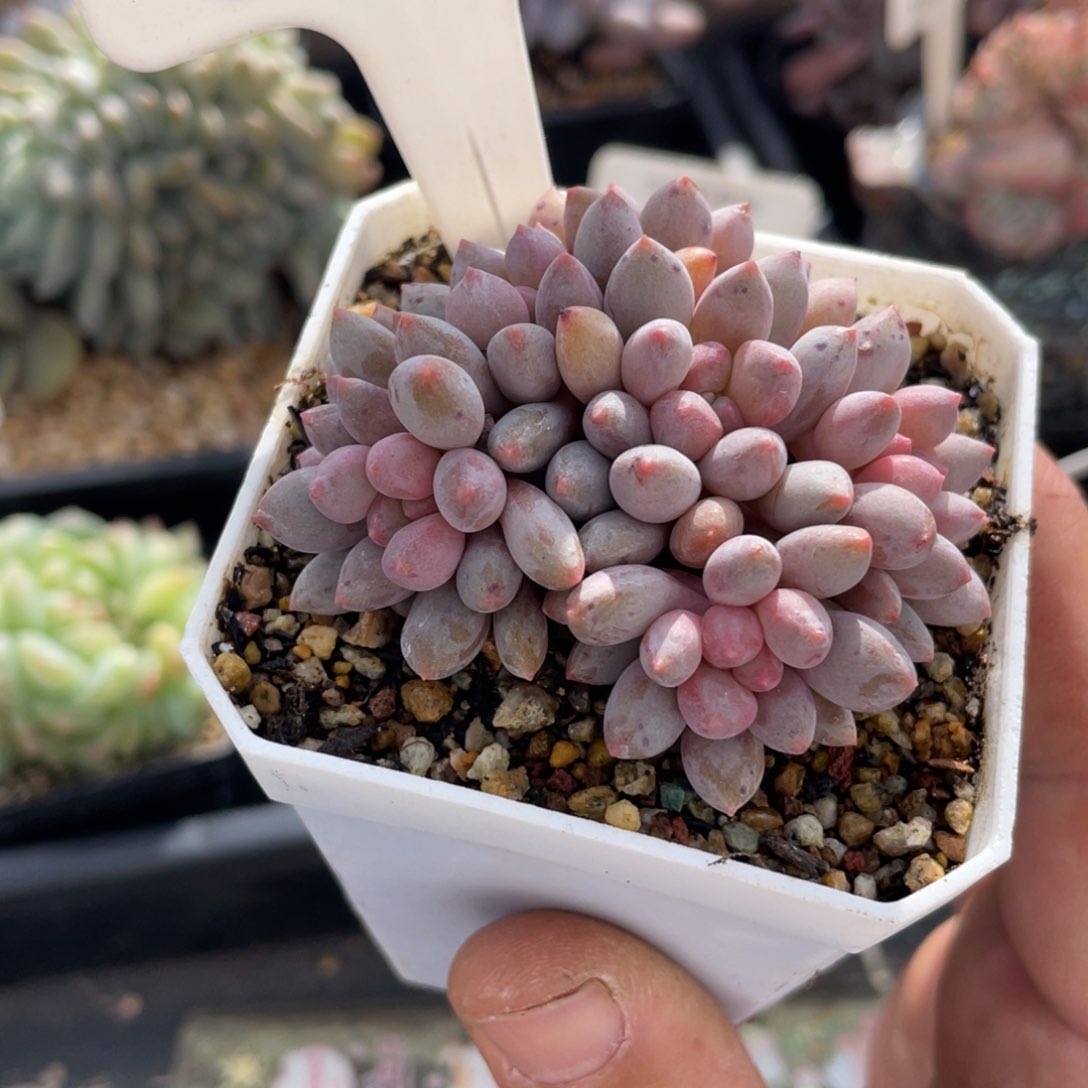 邪***嘎0214蓝舌香水不带盆7厘米