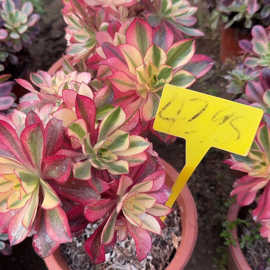 ৡ***ᦗ4295---魅影多头母本