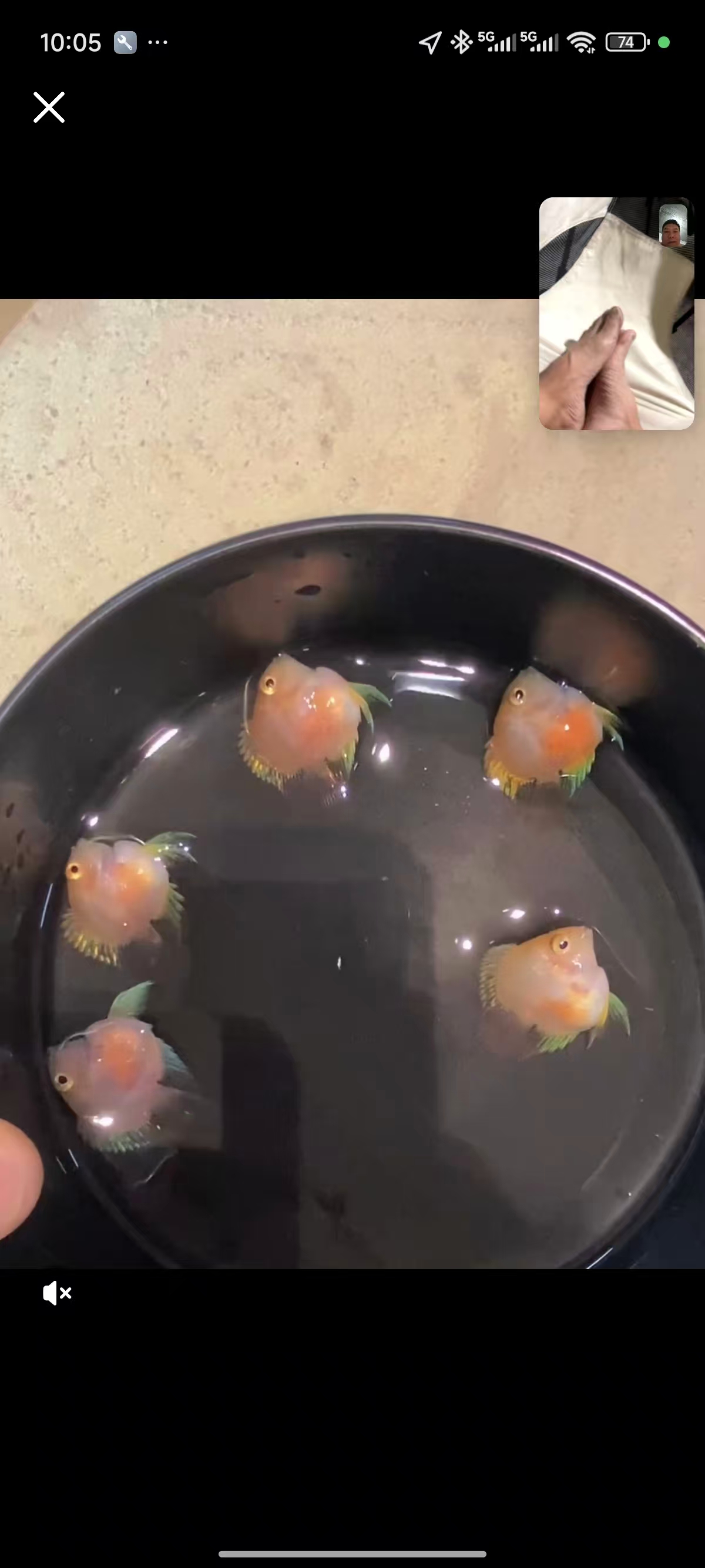桃心胭脂粉迷你鹦鹉鱼