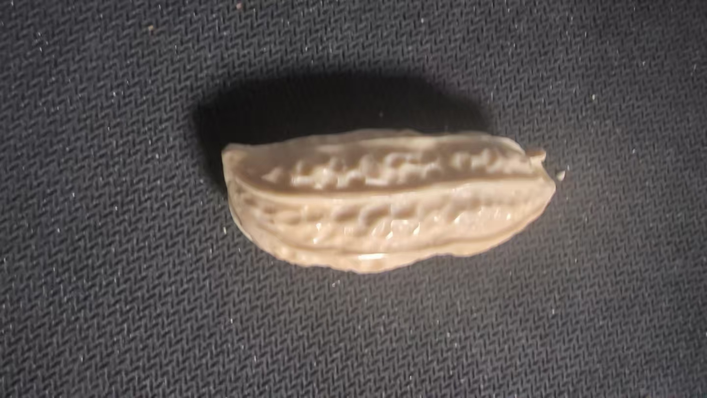 猛犸约11.6克雕刻件ZL2405