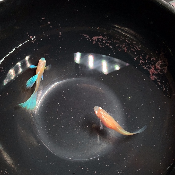 孔雀鱼蓝白鸥翼一对