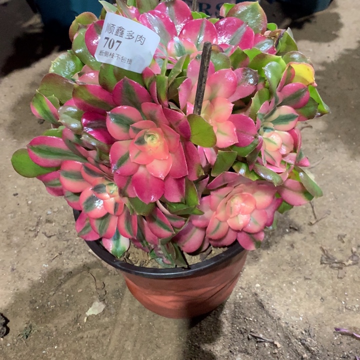 707香妃多肉植物特价