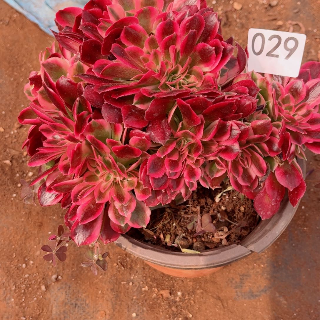 多肉植物029红袖