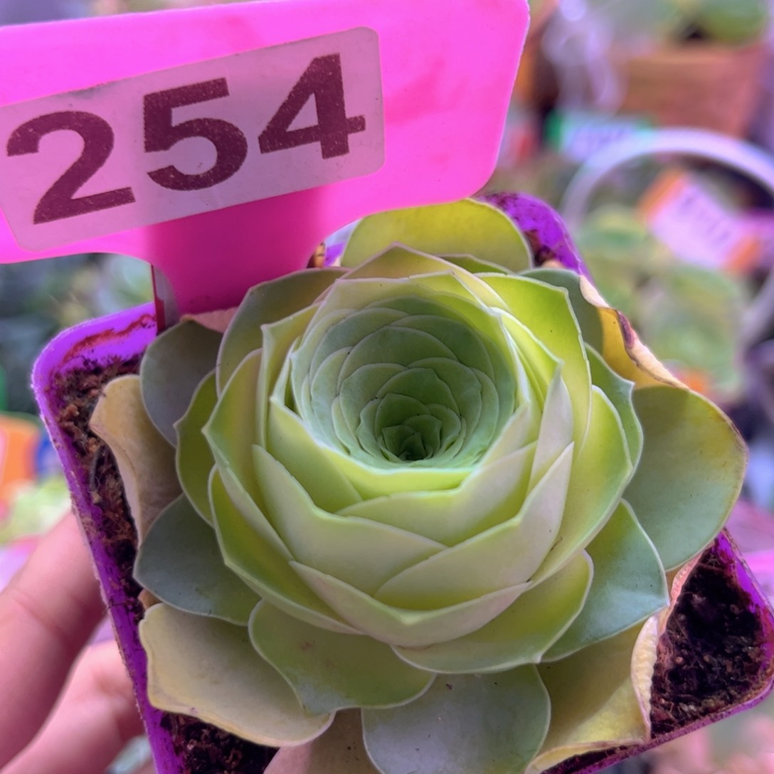 开播福利乌龙伯爵254