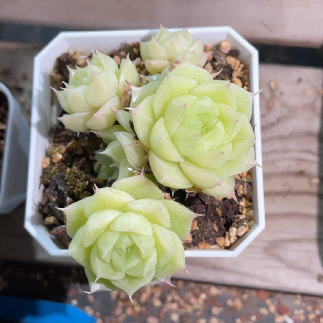 我***y优选麦杆福利1321