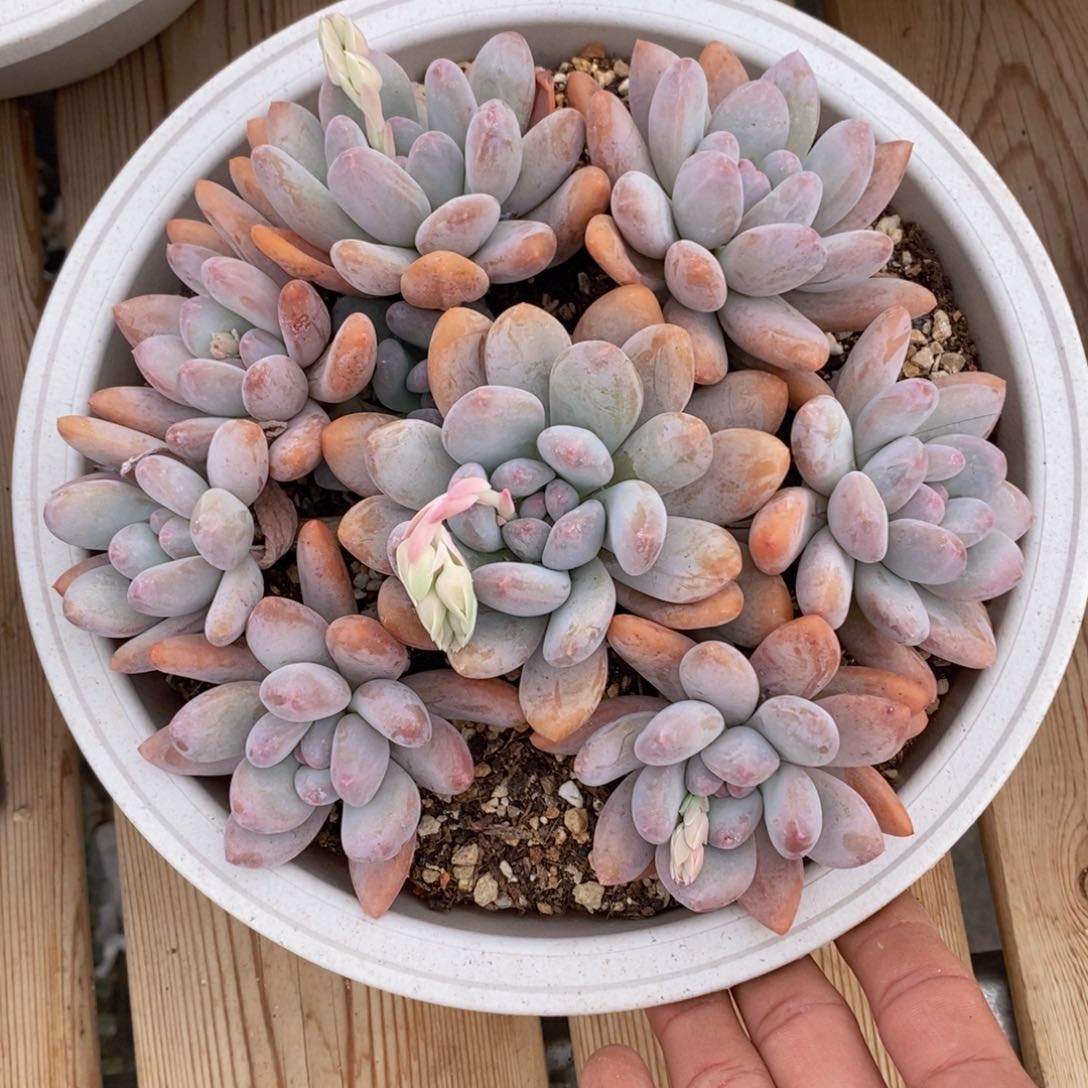 可问主播品种，下滑链接更多品种多肉选择