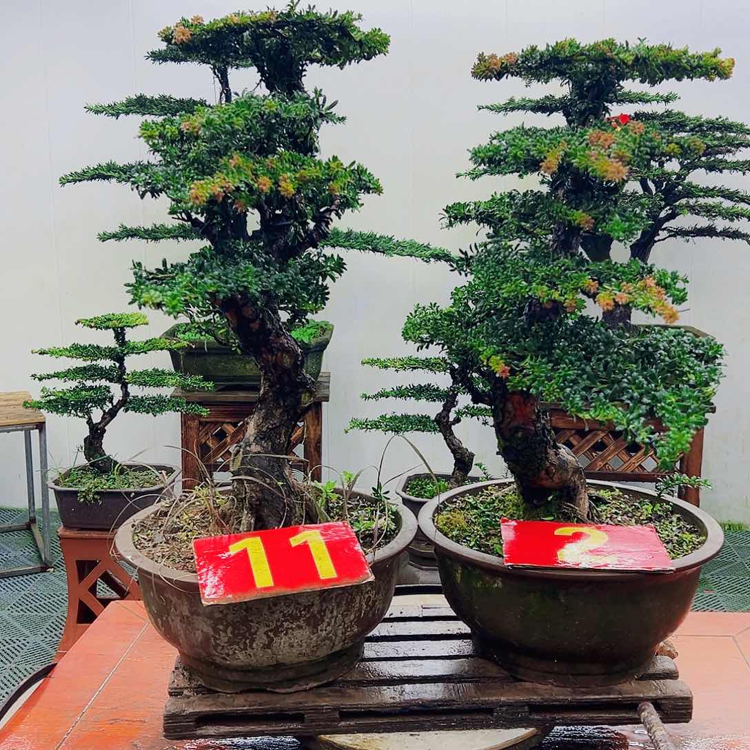 不开花植物罗汉松