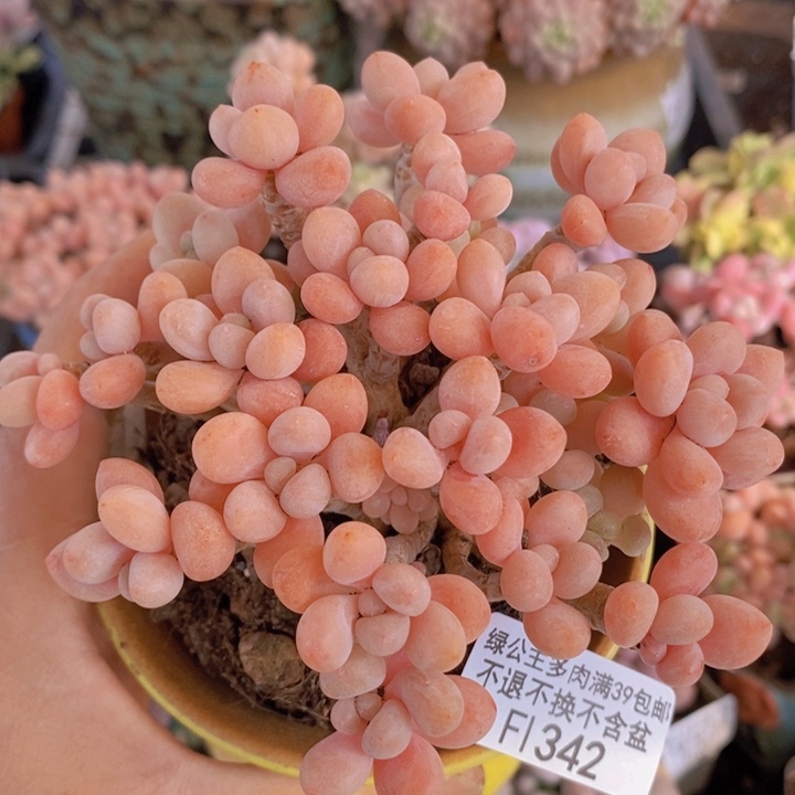 鱼子酱老桩11cm342多肉植物