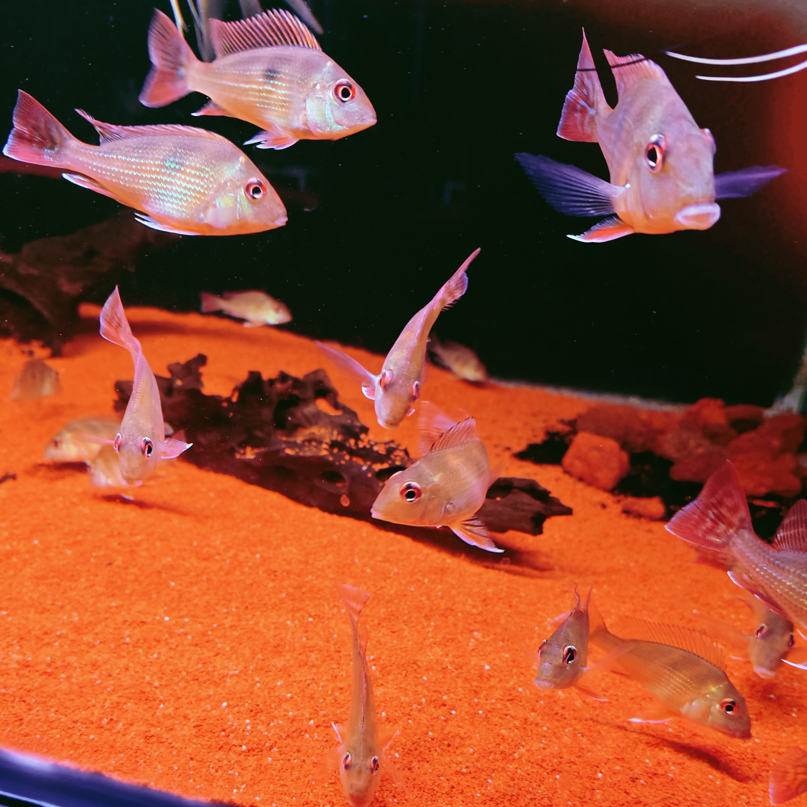 5-6普申2条     5-6普申2条