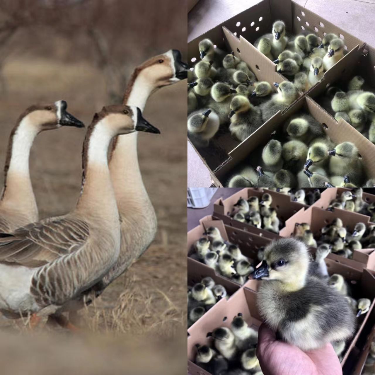 【顺丰直达】10只宠物四季大灰鹅产蛋王柯尔凤头宠物y（活的包邮）