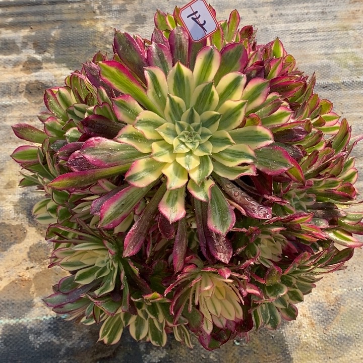 122天合多肉法师