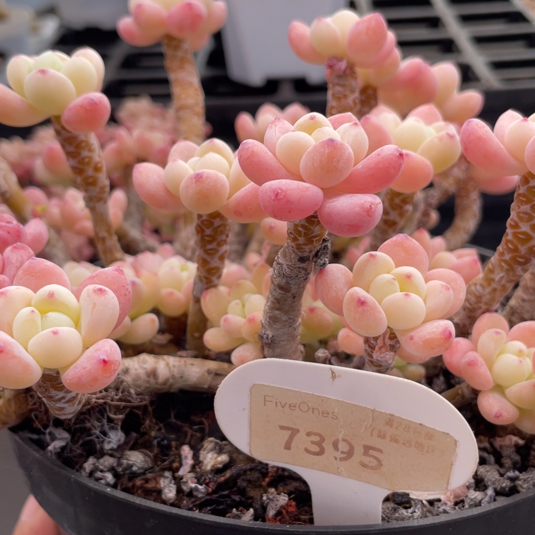 罗琦7395-23.5厘米