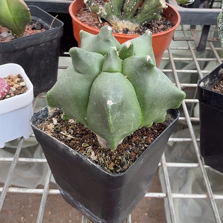 随***缘实生角尤单头5仙人球