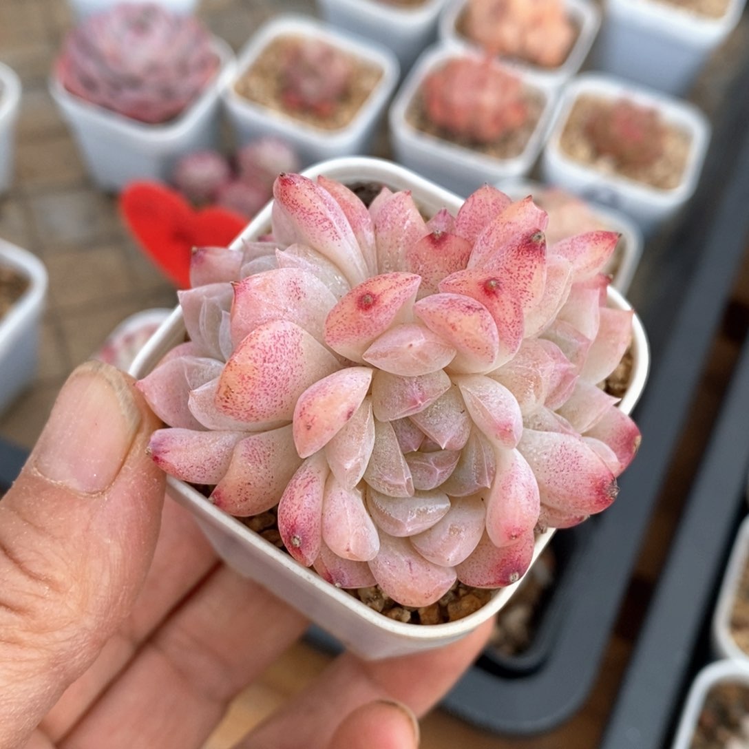 精品多肉一物一拍不包整47
