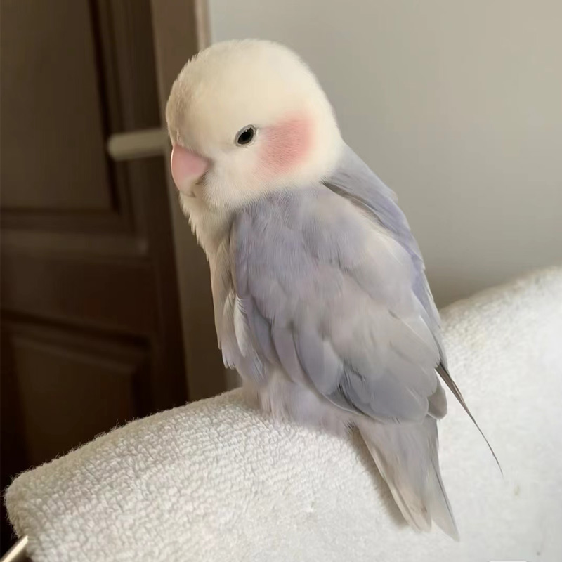 牡丹鹦鹉活鸟手养亲人大半毛鹦鹉紫伊莎紫薰蓝闪宠物鸟包活包健康