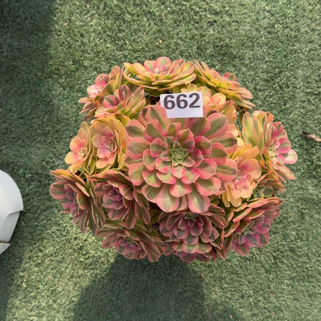 662！雨菏法师多肉植物