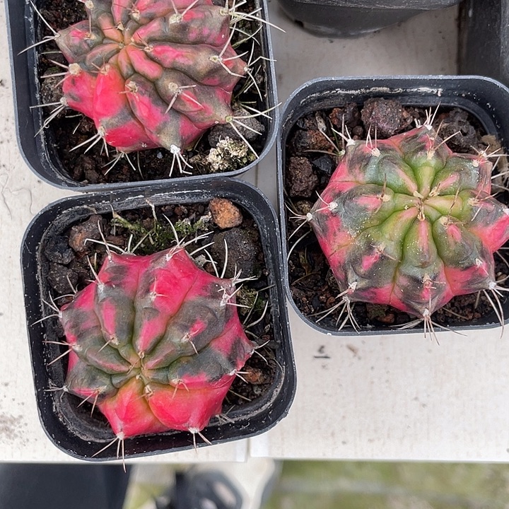 福利品 光辉牡丹锦3颗一组 包邮
