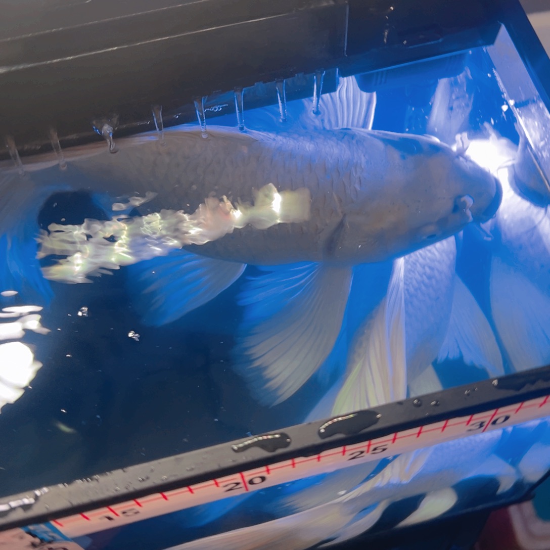 蝴蝶鲤鱼余*蝴蝶鲤包邮188