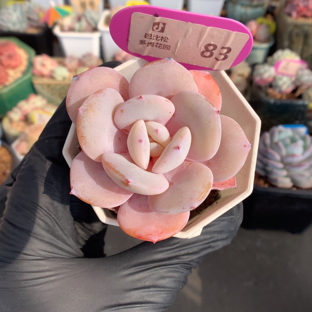 墨***迹83 奶茶多肉多肉多肉