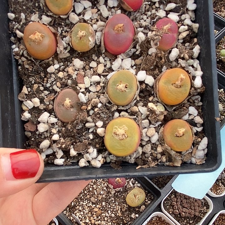 悟*桃喜花园0124-36毛一盒