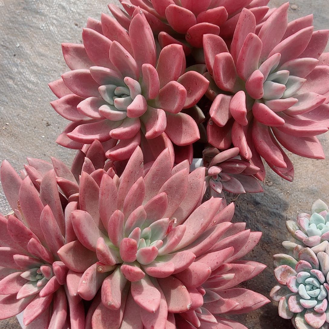 桃花源三大头超级大精品特价