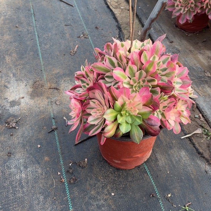 31粉女巫多肉多肉多肉