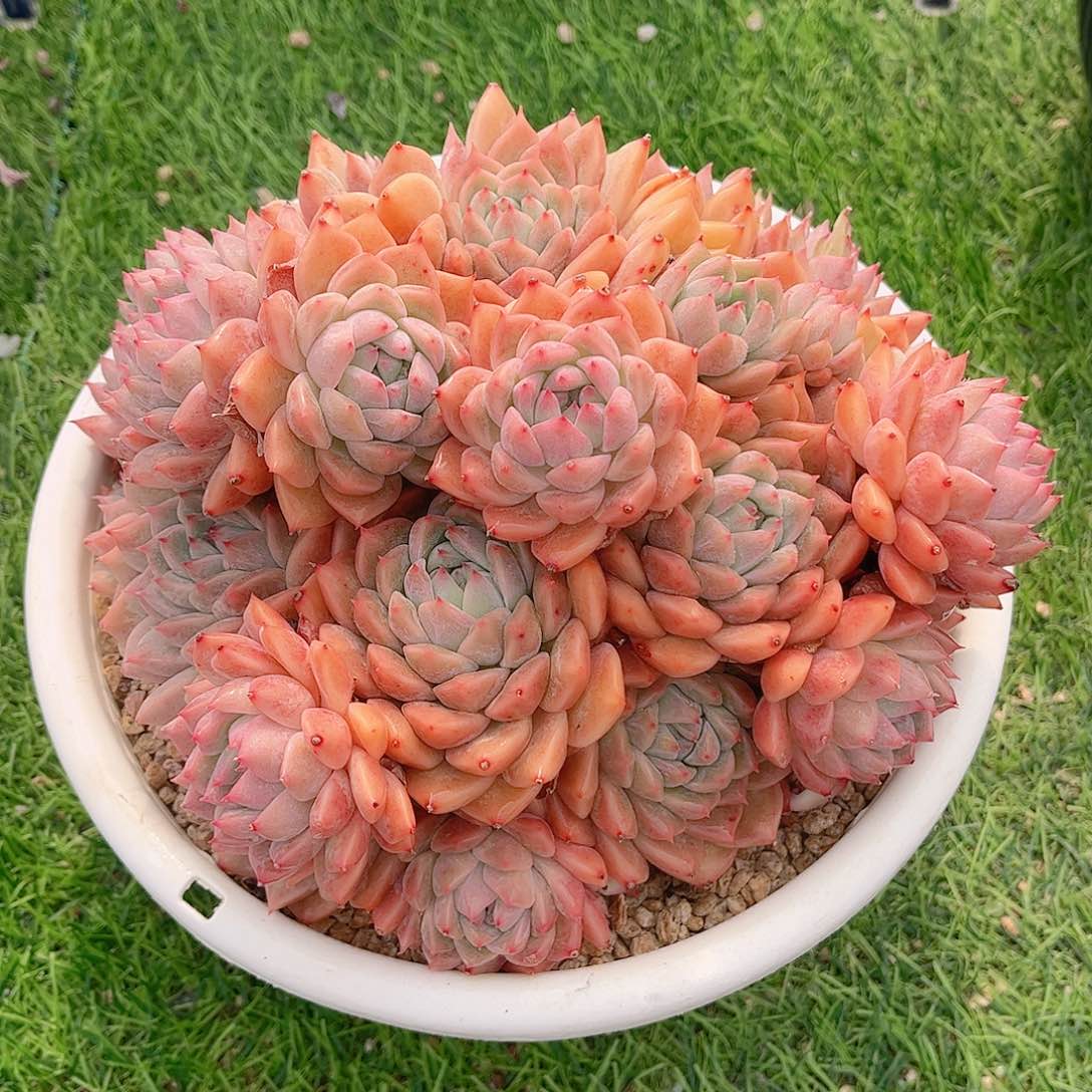 韩版霜花精品多肉