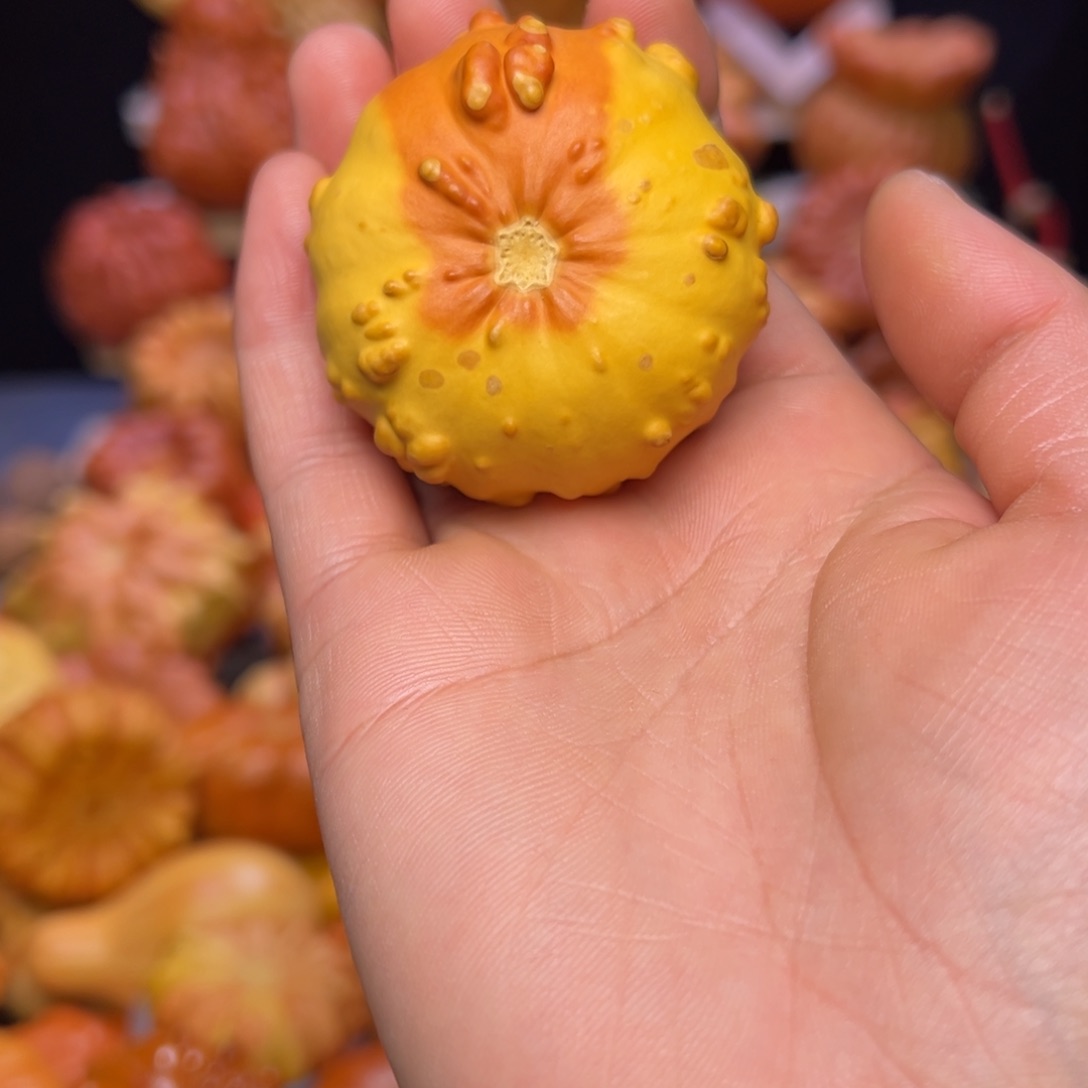 墨西哥疙瘩葫芦双色有点阴皮