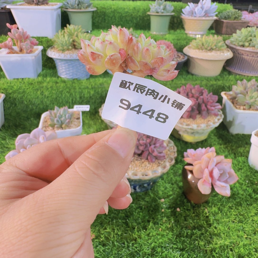 多肉植物白胖子9448