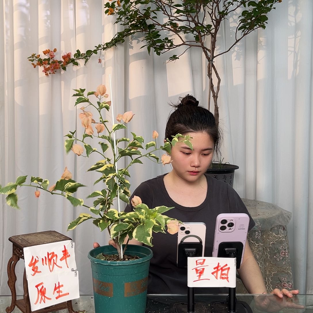 当前无花栽培后可以开花马斯带竹一颗