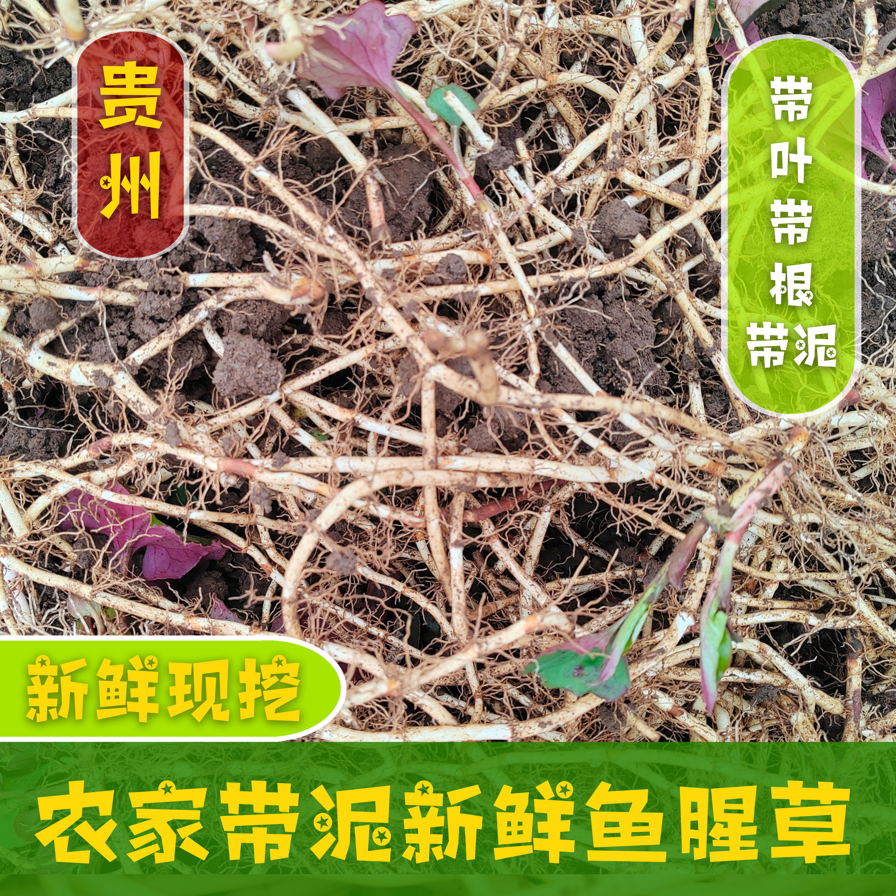 贵州新鲜红叶折耳根农家露天种植新鲜折耳根