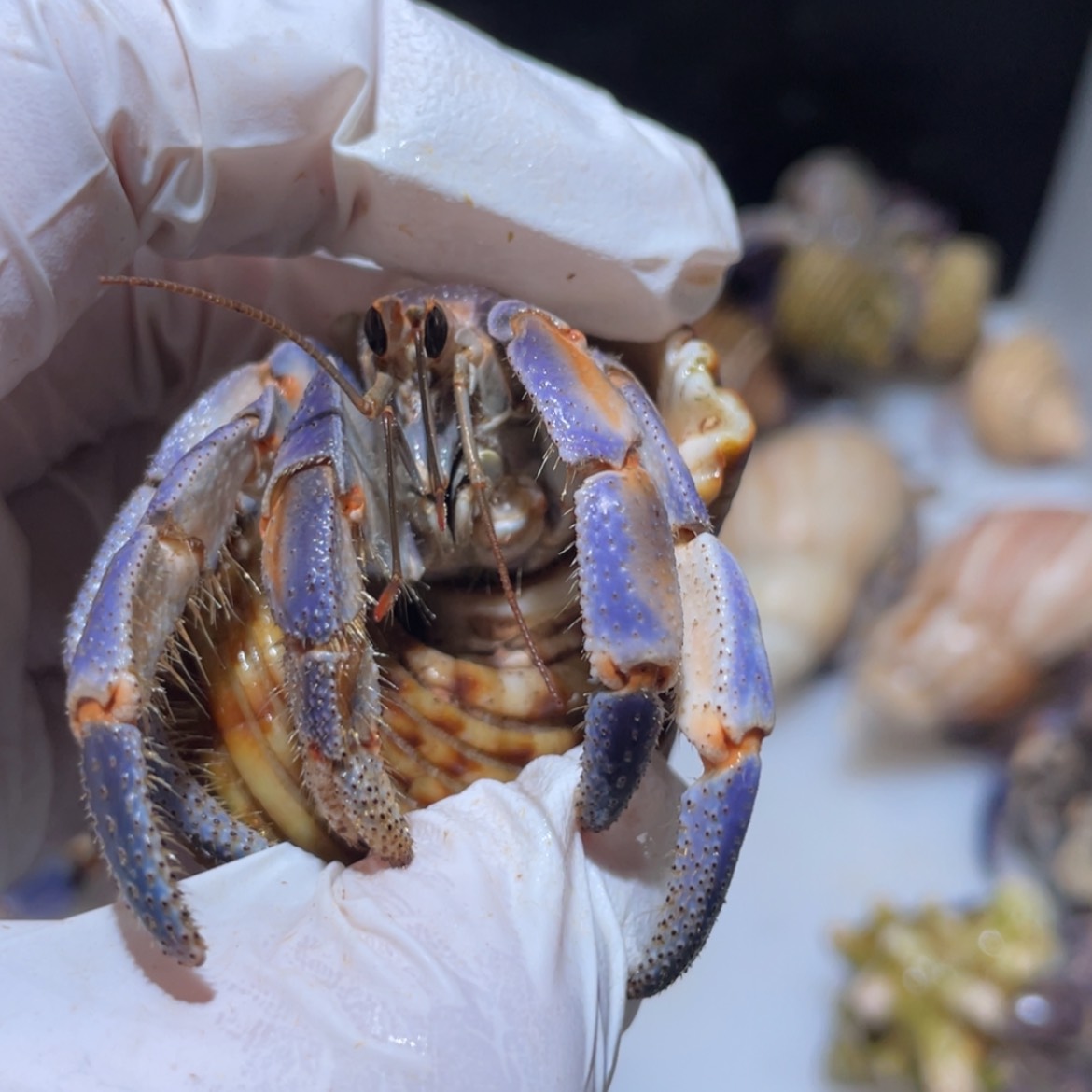 【闪购商品】H11-2.7少大钳