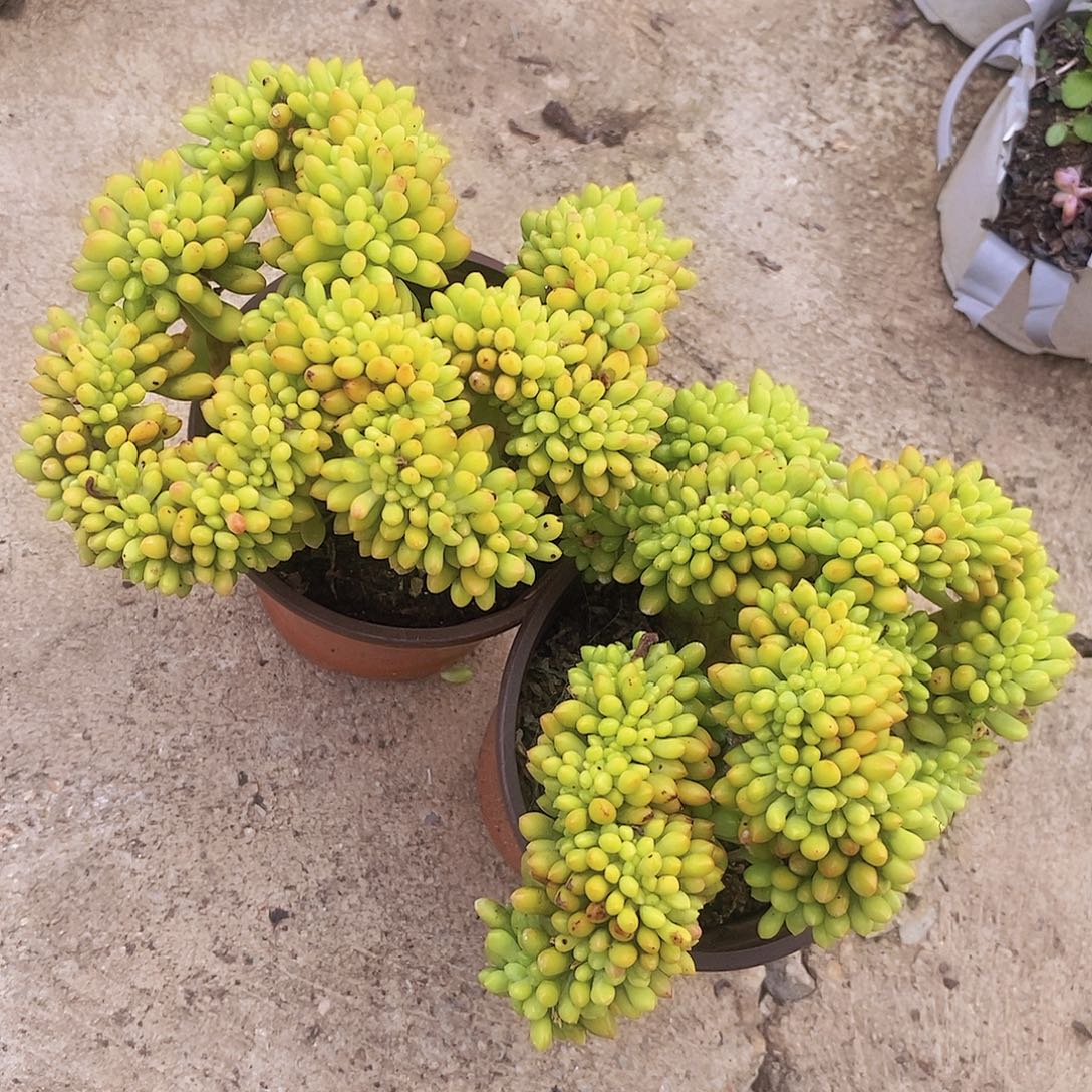 春萌缀 整桩整板子多肉2盆