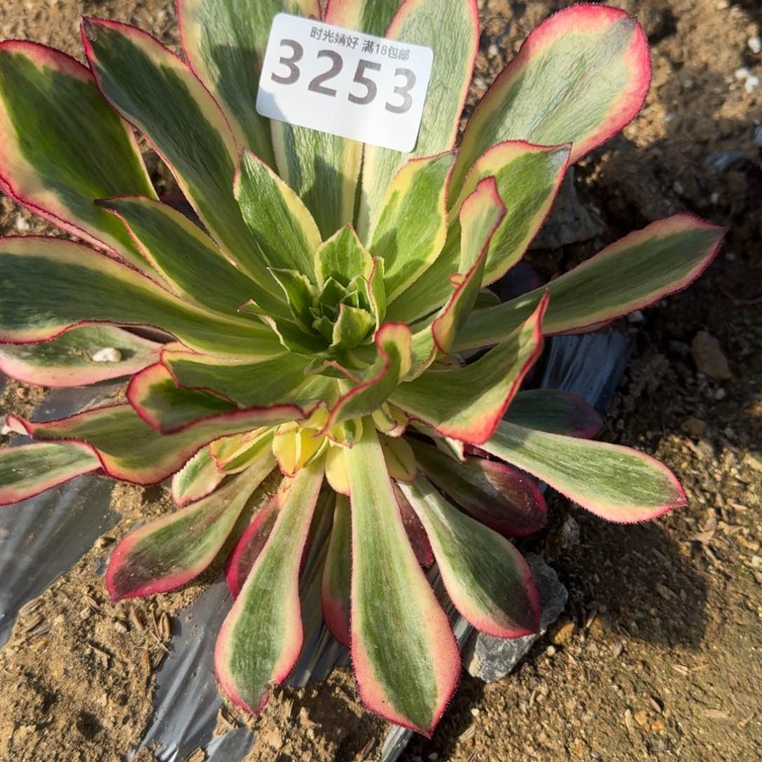 3253魅影多肉植物