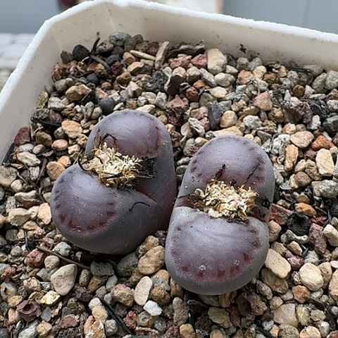 3650，紫贝母本净窗双头带盆