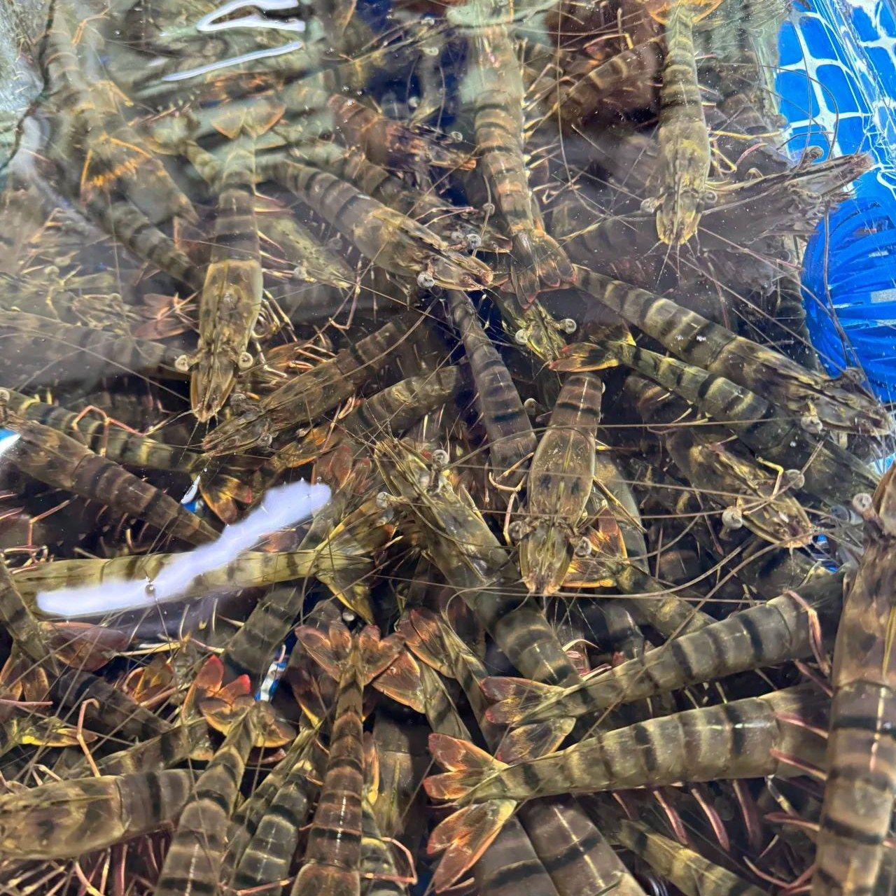 【精品】鲜活黑虎虾半斤.原生态高端海虾.充氧鲜活配送