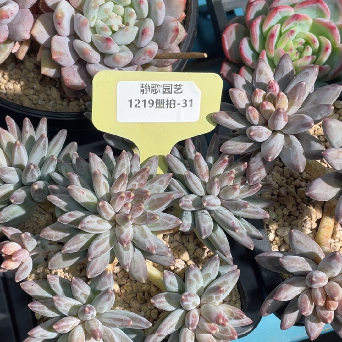 1219-31-伊卡鲁斯群一颗量拍