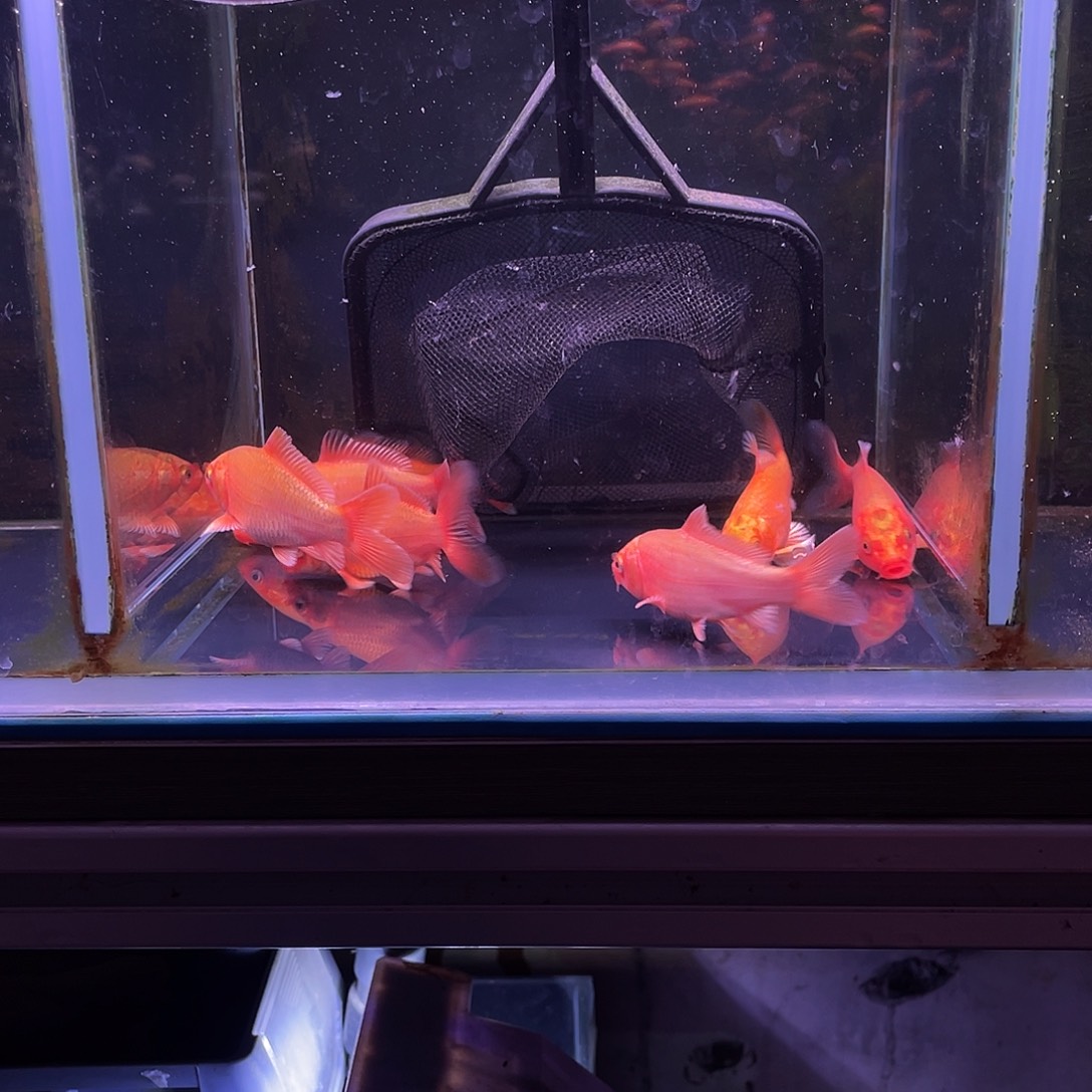 ~****海水鱼精品红色普身蝴蝶鲤鱼