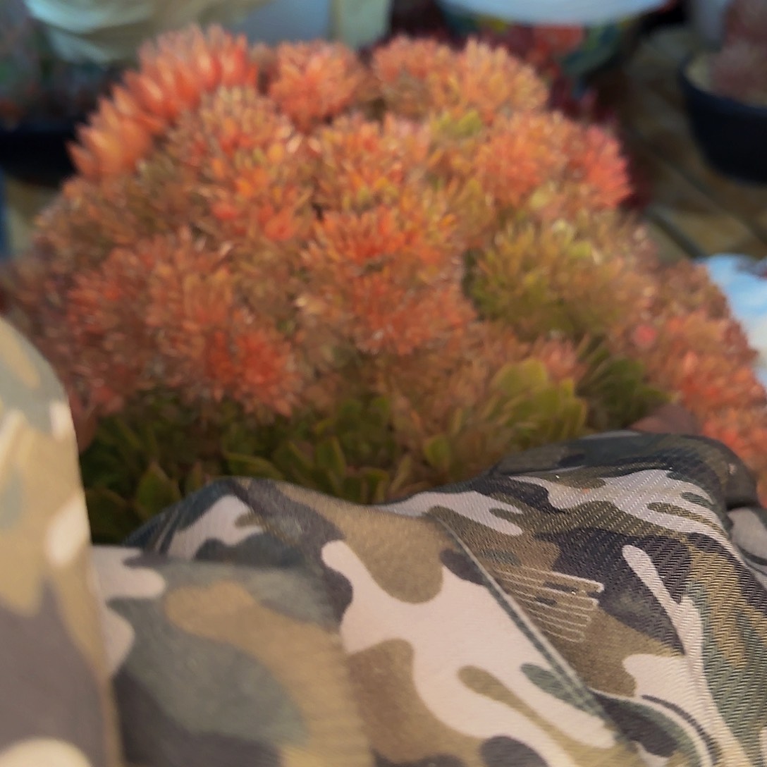 杨*姐健健康康快快乐乐啦咯哦