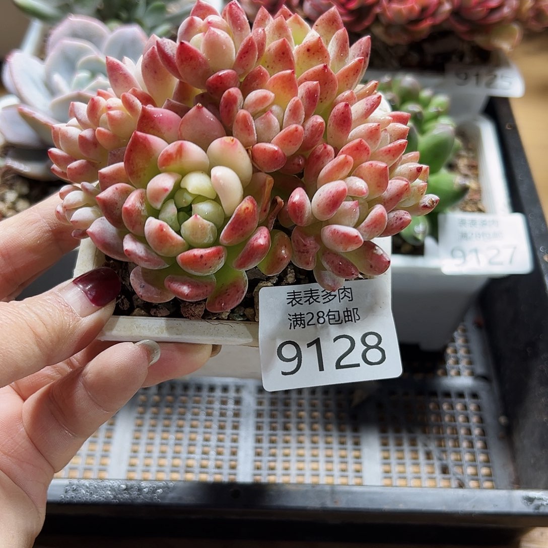 9号多肉一物一拍9128