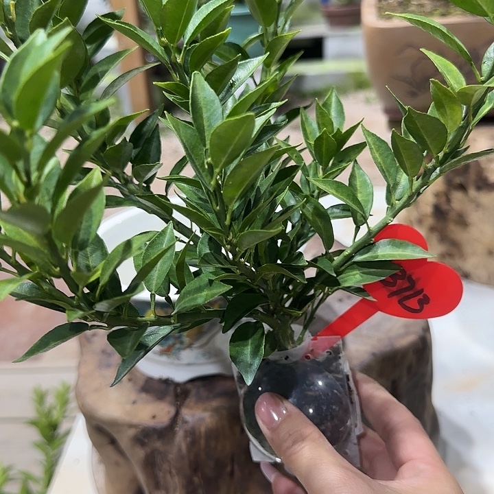 @***米直播间八房柑一物一拍