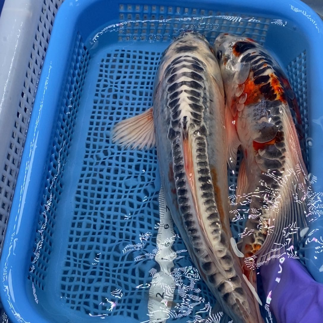 锦鲤冷水锦鲤包邮