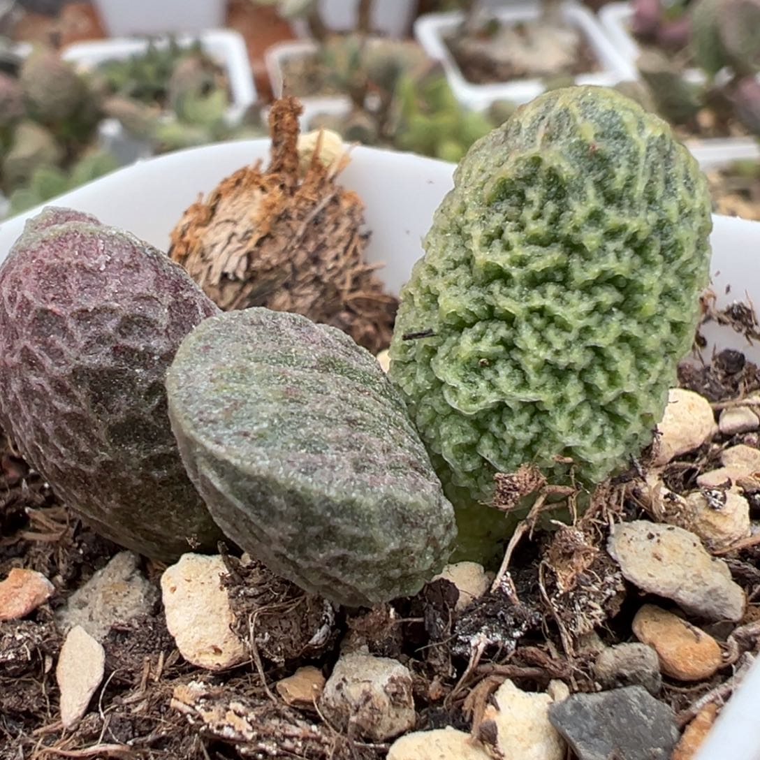 脑纹款实生新品大苗多肉植物