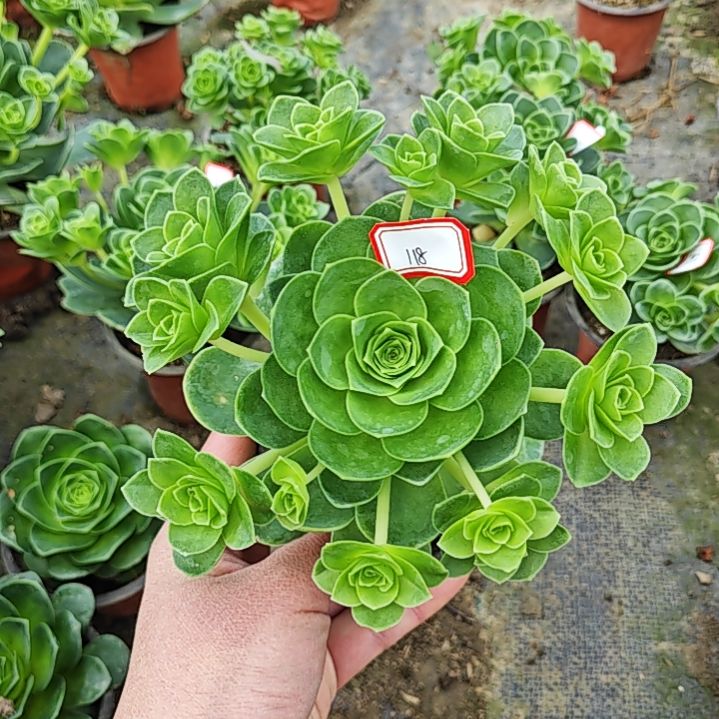 山地玫瑰多肉 118