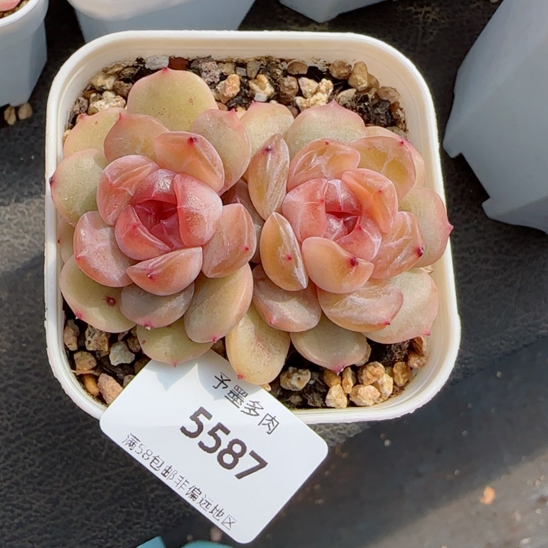 红恋，5587多肉植物